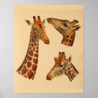Vintage Giraffe Animal Art Print Natural History