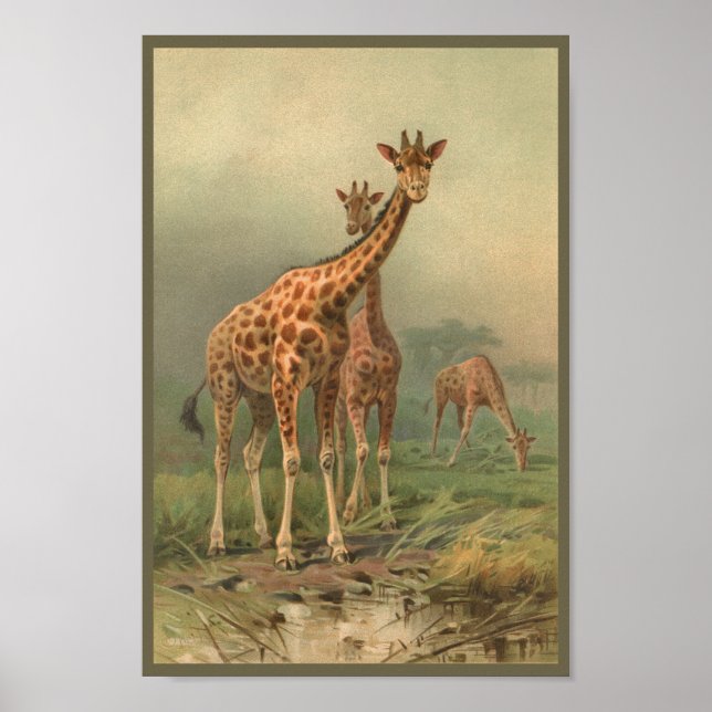 Vintage Giraffe Art Customise Print African Plains (Front)