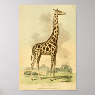 Vintage Giraffe Colour Illustration Art Print