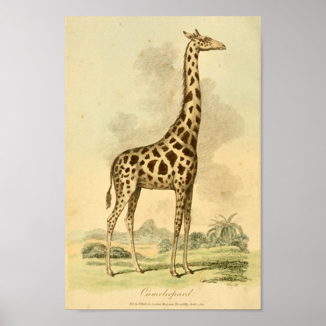 Vintage Giraffe Colour Illustration Art Print (Front)