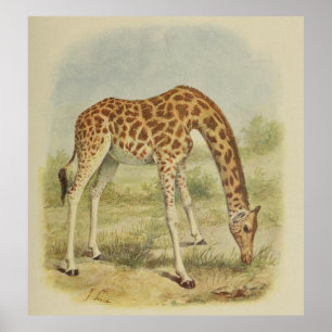 Vintage Giraffe Illustration (1903) Poster
