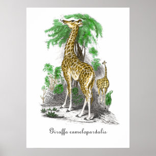Vintage Giraffe Illustration  Giraffa camelopardal Poster