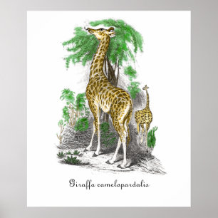 Vintage Giraffe Illustration Giraffa camelopardal Poster