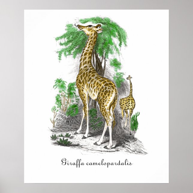 Vintage Giraffe Illustration  Giraffa camelopardal Poster (Front)