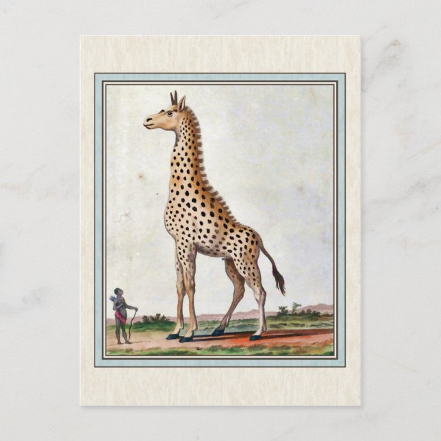 Vintage Giraffe Illustration Postcard (Front)
