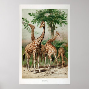 Vintage Giraffe Illustration Print/Poster Poster