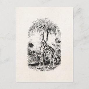 Vintage Giraffe Personalised Animal Illustration Postcard