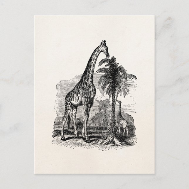 Vintage Giraffe Personalised Animal Illustration Postcard (Front)