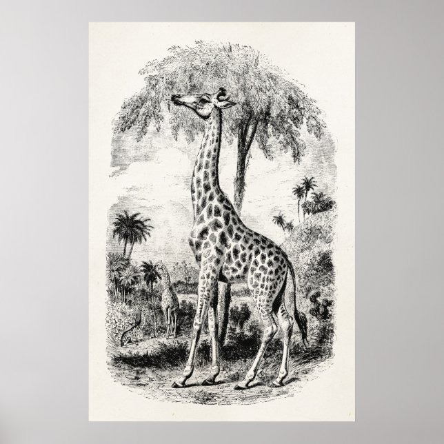 Vintage Giraffe Personalised Animal Illustration Poster (Front)