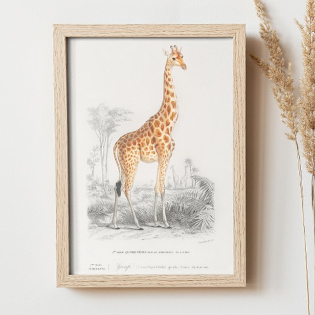 Vintage giraffe. Retro animal zoo illustration Poster (Creator Uploaded)