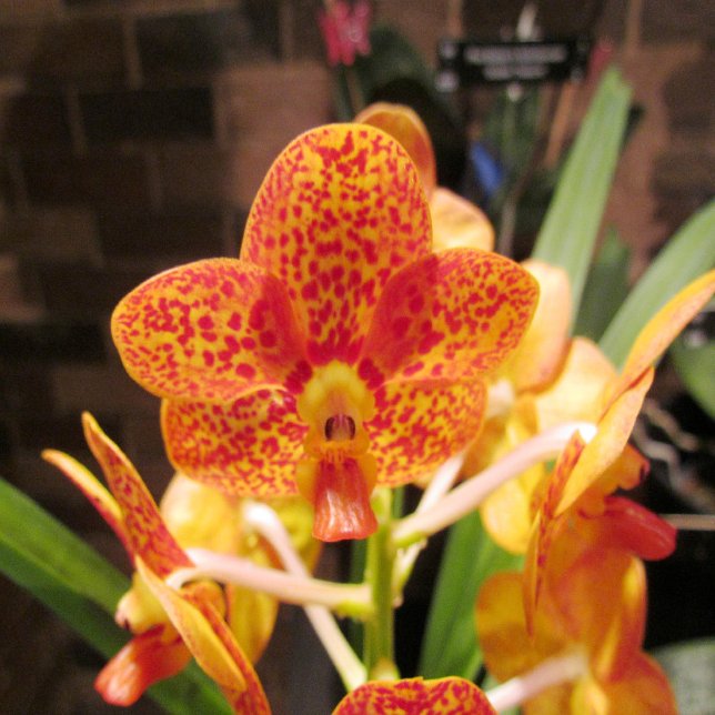 Vintage Gold Texture Wedding Invitation (Creator Uploaded)