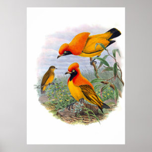 Vintage Golden Bird Of Paradise Poster
