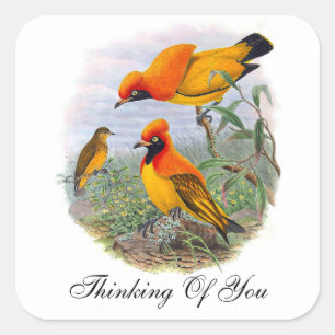 Vintage Golden Bird Of Paradise Thinking Of You Square Sticker