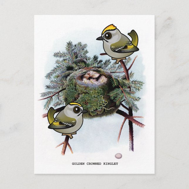 Vintage Golden-crowned Kinglet Postcard (Front)