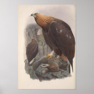 Vintage Golden Eagle Bird Poster