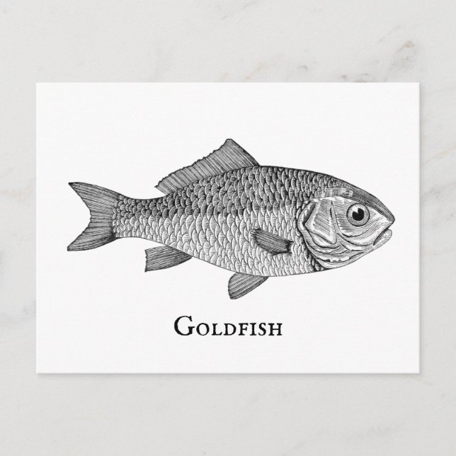Vintage Goldfish 1800's Book Art Illustration Postcard (Front)