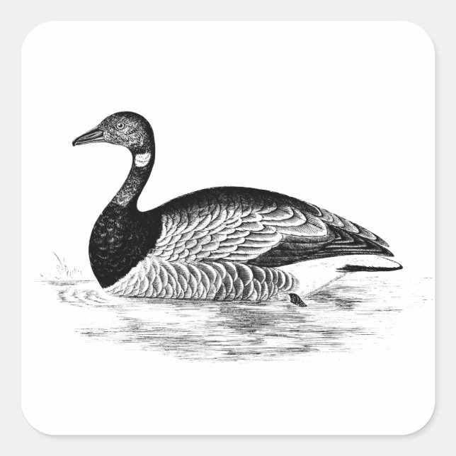Vintage Goose Illustration - 1800's Geese Template Square Sticker (Front)
