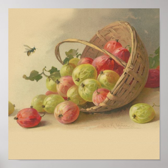 Vintage gooseberries poster (Front)