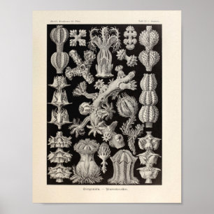 Vintage Gorgonida Colour Ernst Haeckel Art Print