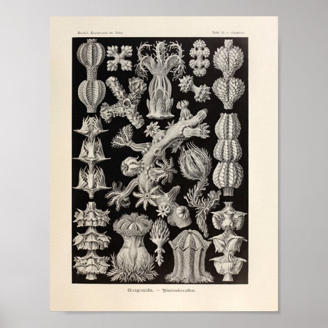 Vintage Gorgonida Colour Ernst Haeckel Art Print (Front)