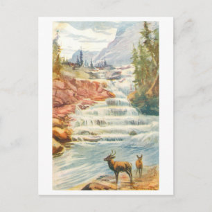 Vintage Grant's Steps Falls, Alberta, Postcard