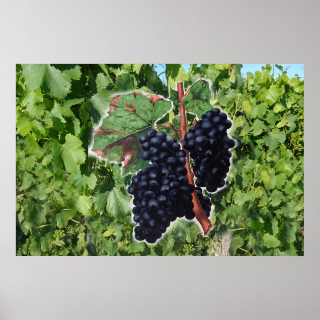 vintage grape poster (Front)