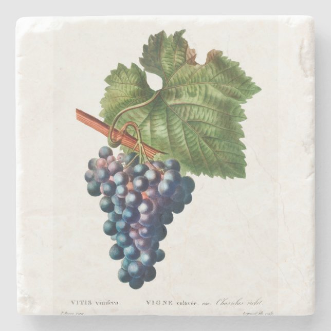 Vintage Grapes Coaster (Front)