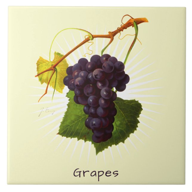 Vintage Grapes Fruit Botanical Art Ceramic Tile (Front)