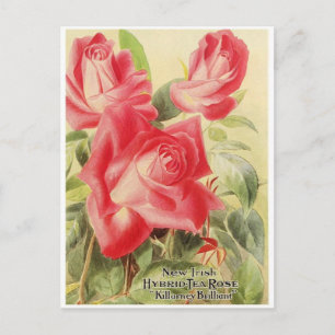 Vintage Graphic Postcard