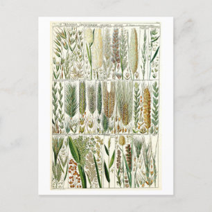 Vintage Grasses Botanical Chart Postcard