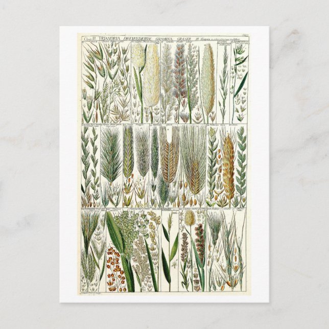 Vintage Grasses Botanical Chart Postcard (Front)
