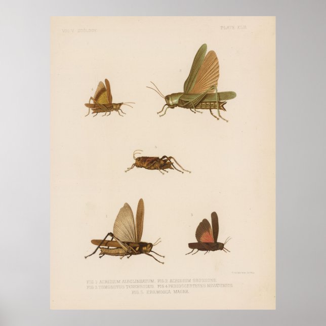 Vintage Grasshopper Diagram (1875) Poster (Front)