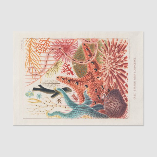 Vintage Great Barrier Reef Australia Echinoderms Tissue Paper (Front)