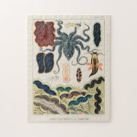 Vintage Great Barrier Reef Molluscs and Planarians