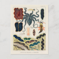 Vintage Great Barrier Reef Molluscs and Planarians