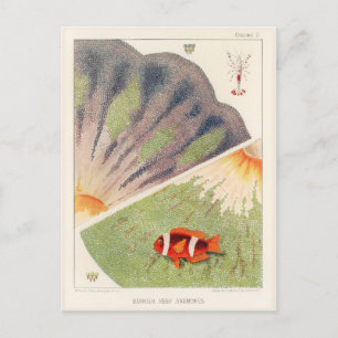 Vintage Great Barrier Reef of Australia Anemones Postcard