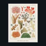 Vintage Great Barrier Reef of Australia Corals Postcard<br><div class="desc">Great Barrier Reef Corals from The Great Barrier Reef of Australia (1893) by William Saville-Kent (1845-1908).</div>
