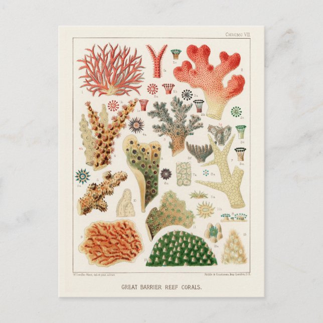 Vintage Great Barrier Reef of Australia Corals Postcard (Front)
