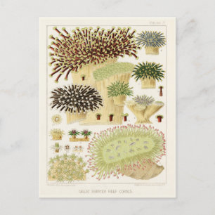 Vintage Great Barrier Reef of Australia Corals Postcard