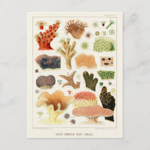 Vintage Great Barrier Reef of Australia Corals Postcard