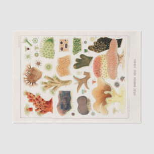 Vintage Great Barrier Reef of Australia Corals Tissue Paper