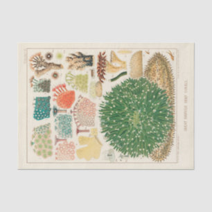 Vintage Great Barrier Reef of Australia Corals Tissue Paper