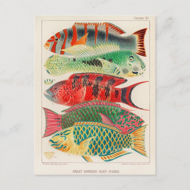 Vintage Great Barrier Reef of Australia Fishes Postcard (Front)