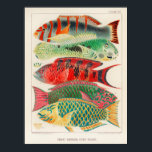Vintage Great Barrier Reef of Australia Fishes Poster<br><div class="desc">Great Barrier Reef Fishes from The Great Barrier Reef of Australia (1893) by William Saville-Kent (1845-1908).</div>
