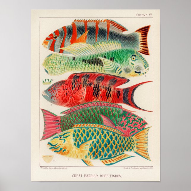 Vintage Great Barrier Reef of Australia Fishes Poster (Front)
