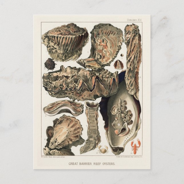 Vintage Great Barrier Reef of Australia Oysters Postcard (Front)