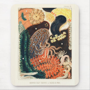 Vintage Great Barrier Reef Trepang or Bêche-de-Mer Mouse Mat