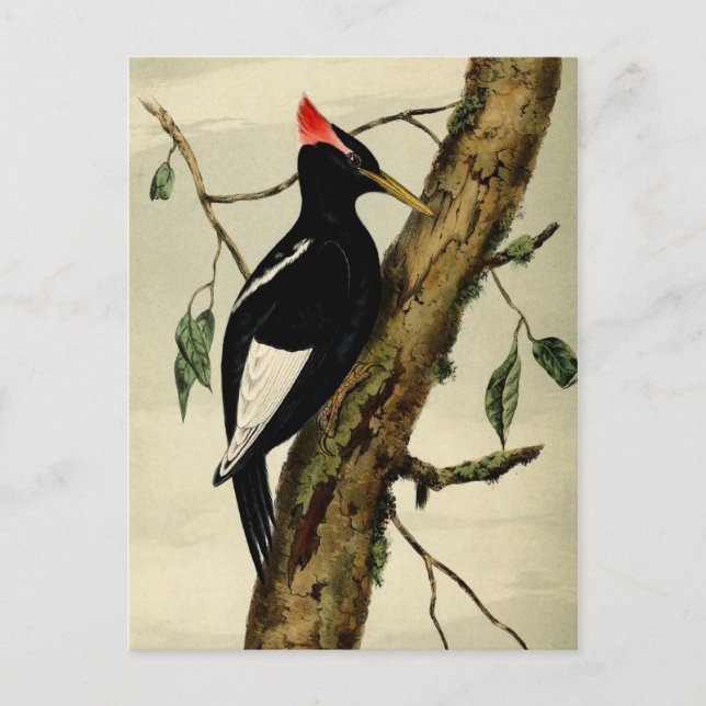 Vintage Great Crested Woodpecker Postcard (Front)
