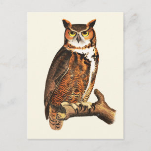 Vintage great horned owl drawing postcard