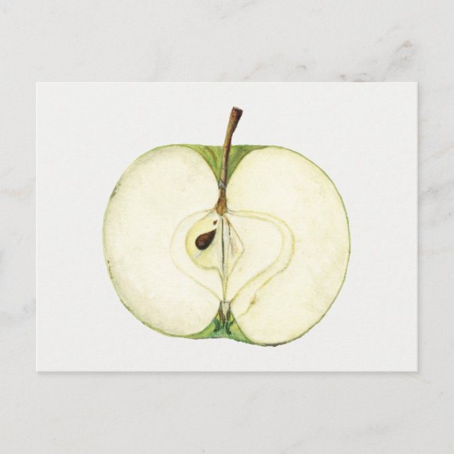 Vintage Green Apple Fruit Painting Postcard (Front)